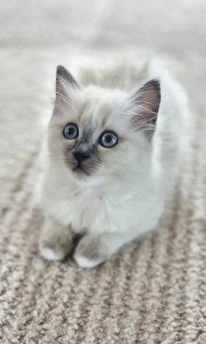 Heilige-Birma-Kitten sucht ein liebevolles Zuhause