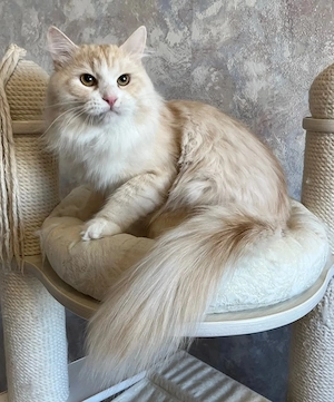Maine-Coon-Kätzchen abzugeben