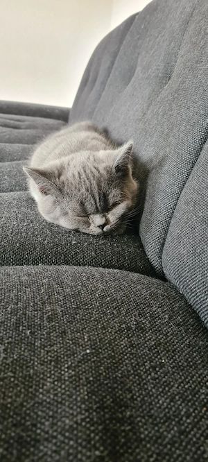 Kitten BKH