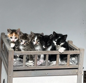 Fünf Katzenbabys in liebevolle Hände abzugeben