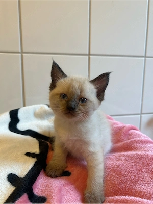 Siam Bkh Kitten
