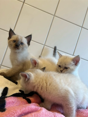 BKH britisch kurzhaar siam kitten kätzchen