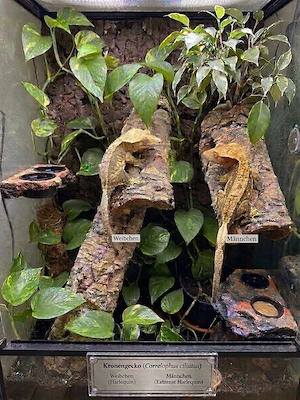 1,1 Kronengeckos - Correlophus ciliatus