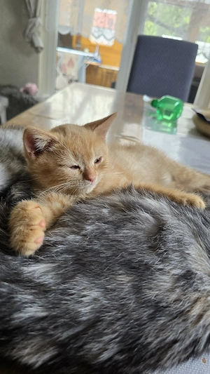 Bkh Kitten