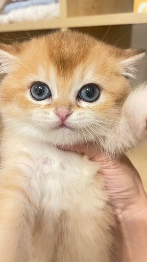 Katze  britisch Kurzhaar