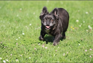 2 Französische Bulldog Hündinnen 
