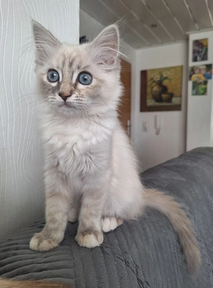 Reinrassige Heilige Birma Kitten, Kätzchen, Tabby
