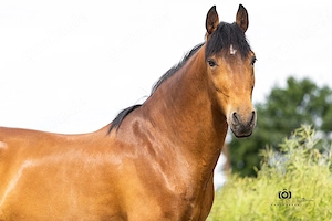 Gitano - Andalusier, Wallach, 14 Jahre, Braun Bild 5