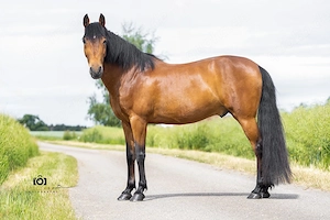 Gitano - Andalusier, Wallach, 14 Jahre, Braun Bild 3