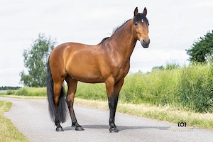 Gitano - Andalusier, Wallach, 14 Jahre, Braun Bild 6
