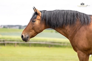 Gitano - Andalusier, Wallach, 14 Jahre, Braun