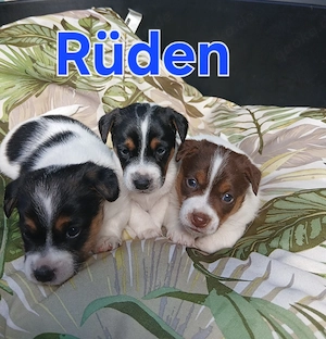 Jack rassel welpen