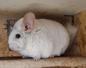 Chinchilla Männergruppe