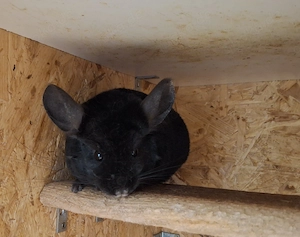 Chinchilla Männergruppe