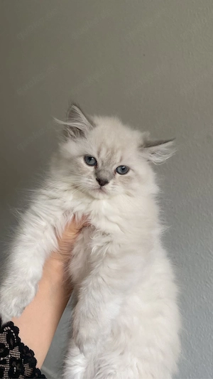 Ragdoll kitten abholbereit