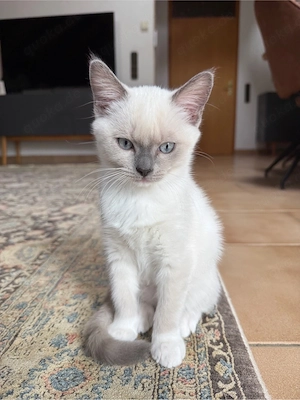 BKH Katyenbaby Kitten