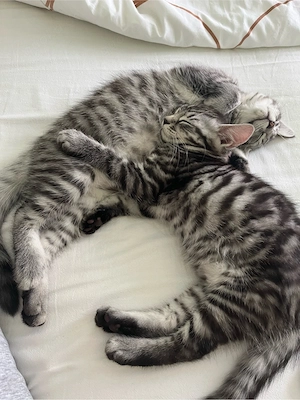 Süße Babykatzen