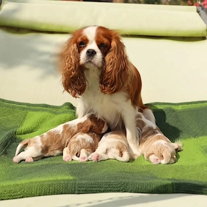 Cavalier King Charles Spaniel Welpen abzugeben 