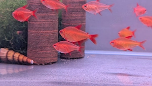 Red Muzel Tetra - Roter Cherrysalmler