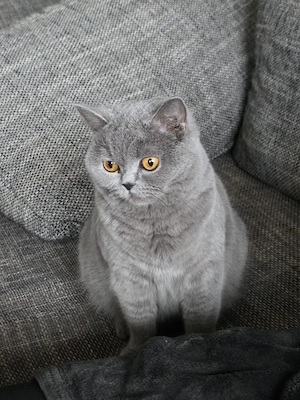 Bkh und Blh katzen 