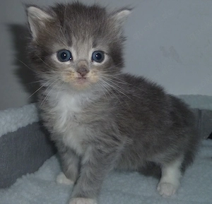 Kitten der Rasse Maine Coon