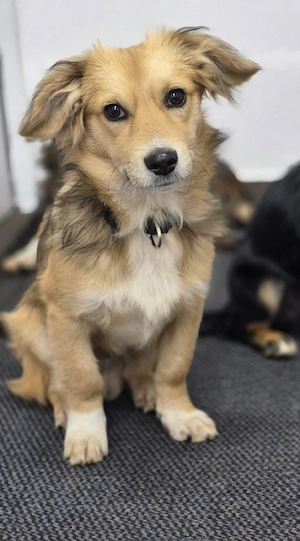Winnie, Dackelmix, 5,5 Monate jung, freundlich, verträglich mit Artgenossen, verspielt, 