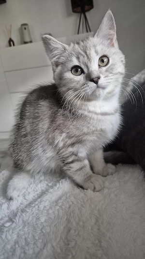 Britisch Kurzhaar Kater