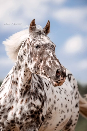 Sheena Laza af Lyn - Knabstrupper, Stute, 14 Jahre, Leopardschecke