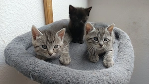 Babykatzen