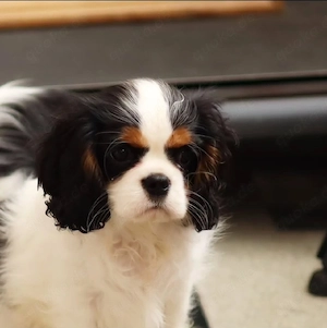 Cavalier King Charles Spaniel Welpen abzugeben 