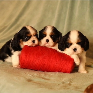 Cavalier King Charles Spaniel Welpen abzugeben 