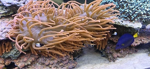 Sunburst Kupferanemone Bild 4