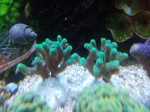 Schöne Ableger Korallen, Rotalge, Meerwasser Salzwasser Aquarium, Versand !! Bild 5