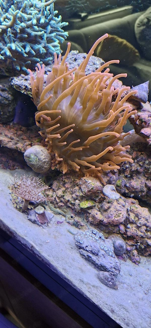Sunburst Kupferanemone
