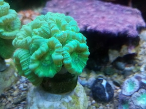 Schöne Ableger Korallen, Rotalge, Meerwasser Salzwasser Aquarium, Versand !! Bild 6