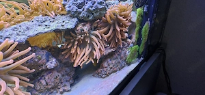 Sunburst Kupferanemone
