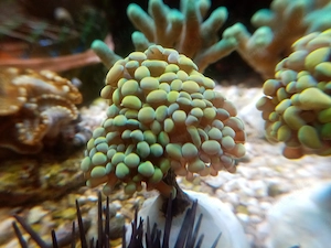 Schöne Ableger Korallen LPS SPS Meerwasser Salzwasser Aquarium, Versand !!
