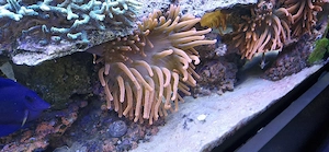 wunderschöne Kupferanemonen 