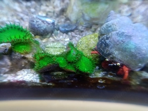 Schöne Ableger Korallen, Rotalge, Meerwasser Salzwasser Aquarium, Versand !! Bild 7