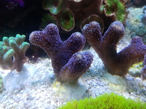Schöne Ableger Korallen, Rotalge, Meerwasser Salzwasser Aquarium, Versand !! Bild 3