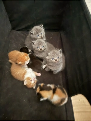 bkh kitten zu verkaufen 