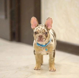 Französische Bulldogge der Premiumklasse