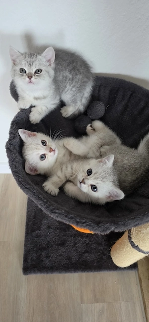 BKH Kitten 