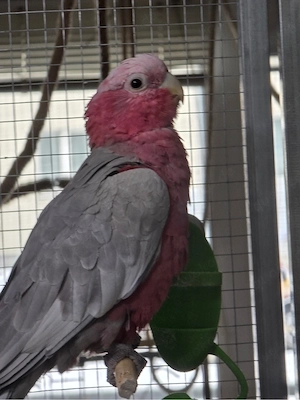Polly und Coco