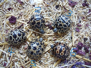 Astrochelys radiata eigene DNZ 2025 "high yellow" "brownie" Strahlen Land Schildkröte