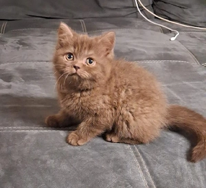 bkh Baby sucht neue Familie 