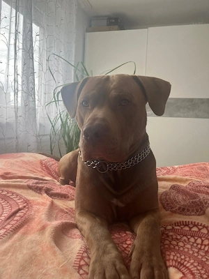 Deckrüde amerikan Pitbull