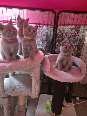   Liebevolle BKH-Kitten suchen ein schönes Zuhause  