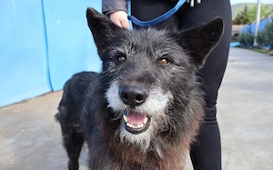 Strubbeliger Senior Barnabas sucht Alterswohnsitz