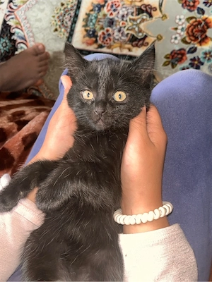     Zwei unzertrennliche Babykatzen   verspielt, verschmust und liebenswert